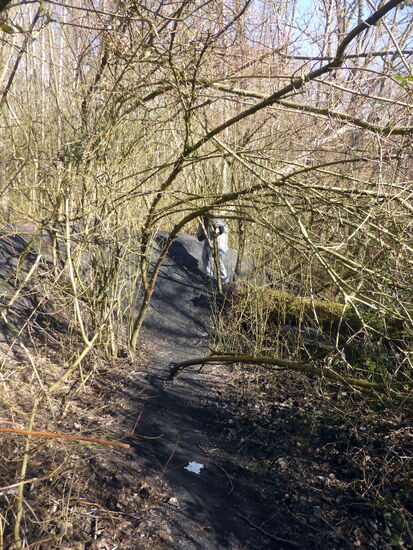 der Weg scheint zu Ende - doch hinter dem umgestürzten Baum und der aufgetürmten Asche geht er doch weiter
