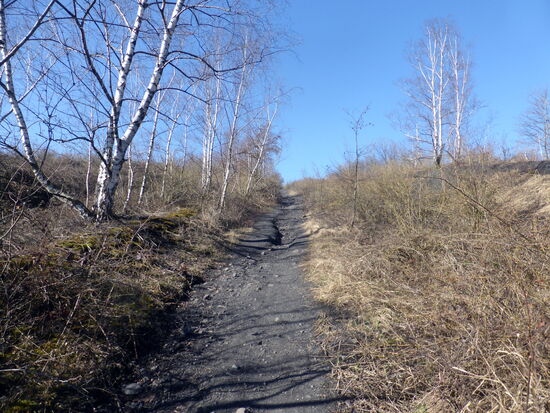 langsam wir er steiler und durch Regenwasser stärker ausgewaschen - nur noch Birken scheinen hier zu überleben.