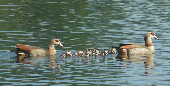 Großfamilie unterwegs