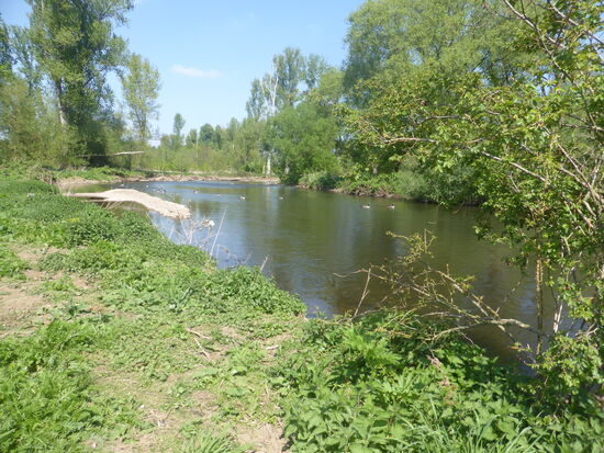 der wieder geöffnete Rurmäander ist Lebensraum von zahlreichen Wildgänsen