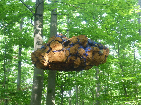 unerklärlich - ein farbiger Klotz ist mit Draht an Bäumen aufgehängt - vielleicht kann uns jemand helfen, was dies ist?!