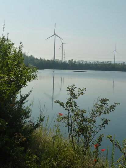 Das Westufer des ehemaligen Tagebaus „Lucherberg 3“ ist heute ein Naturschutzgebiet, in dem seltene Vogelarten ihre Brutstätten haben.