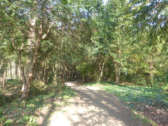 Selbst heute kann man noch im Eibenwäldchen auf dem Lousberg den charakteristischen braunen Feuerstein finden.