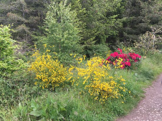 jetzt im Mai blühen Rhodondendron und Ginster