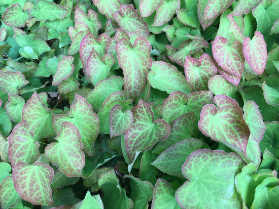 das hübsche bodendeckende Schattengewächs kannten wir noch nicht - Recherchen ergeben: epidemium alpinum oder Alpensockenblume