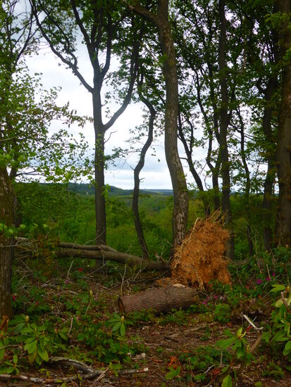 die Stürme des letzte Monate haben auch im Kammerbusch-Park gewütet