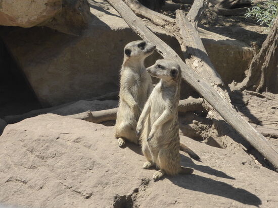 eine beliebte und stark frequentierte Station ist das Gehege der Erdmännchen