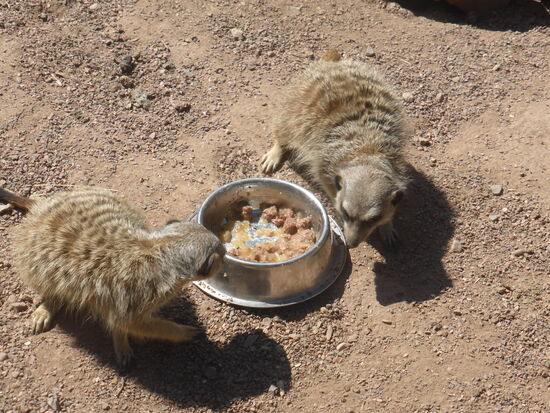 wir bekommen sogar eine Fütterung mit und wundern uns über die Aggressivität einzelner Tiere
