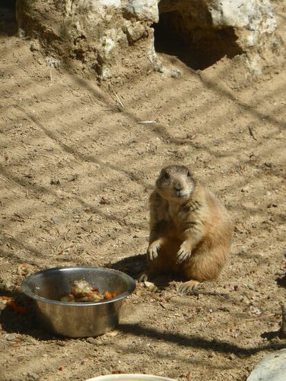 Auch im Nachbargehege gibt es gerade Speisung