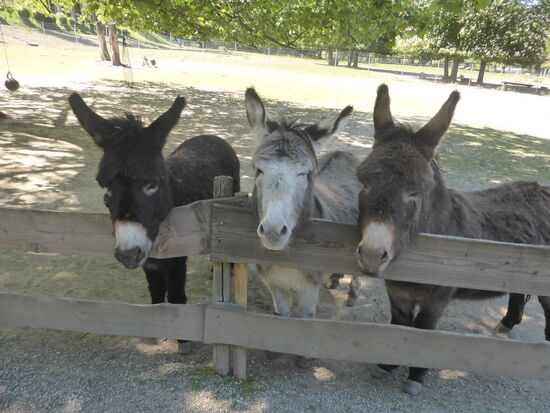 drei Esel treten zur Begrüßung an