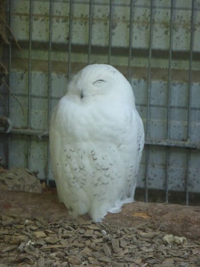 Schneeeulen gehören zur Familie der Eulen und sind nahe Verwandte vom Uhu. Sie können bis zu 66 Zentimeter groß und bis zu 2,5 Kilogramm schwer. werden
Sie kommen nur im nördlichen Teil der Nordhalbkugel vor