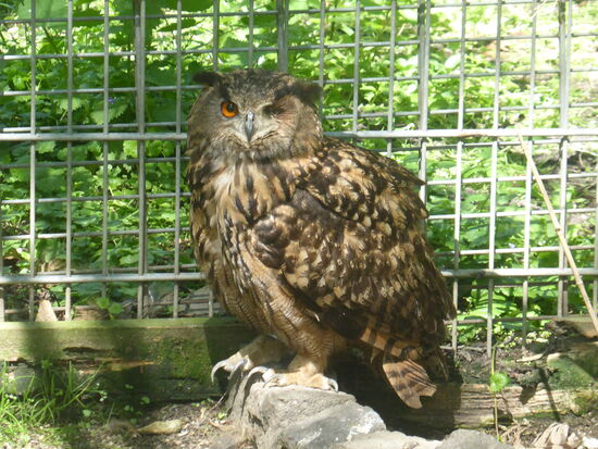 Der Uhu ist die größte Eulenart. Uhus haben einen massigen Körper und einen auffällig dicken Kopf mit Federohren. Die Weibchen sind deutlich größer als Männchen.