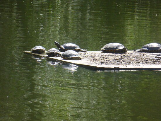 Mittagsruhe auf dem See