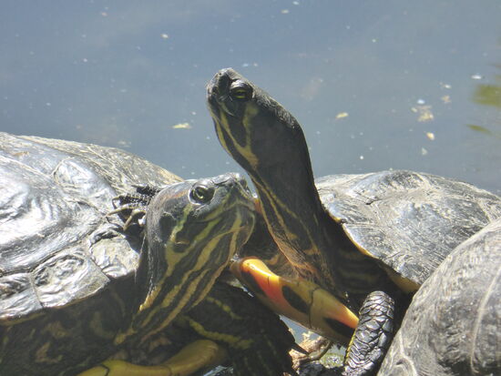 Liebesszene zweier Schildkröten