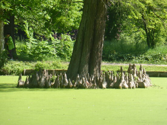 Baumstümpfe im Teich