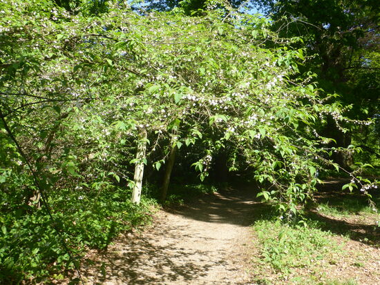 Schneeglöckchen-Baum - Halesia carolina