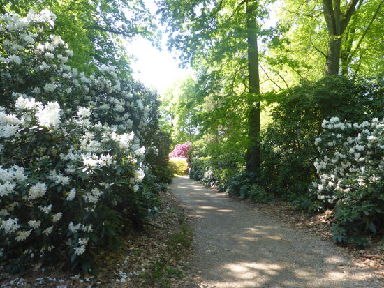 die Wege sind gesäumt von riesigen Rhodondendron