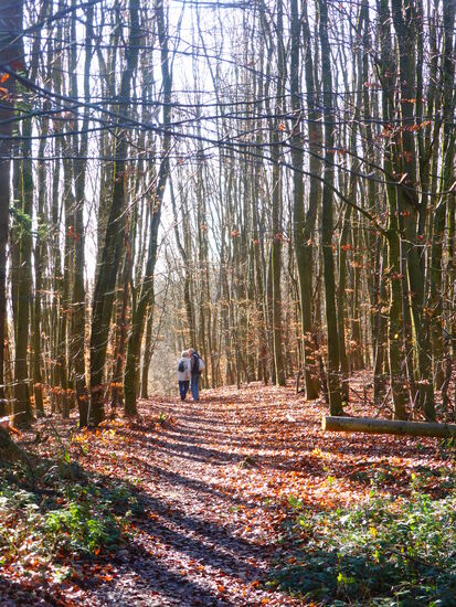 Zunächst geht es auf breiten Wegen nahezu eben durch lichten Wald