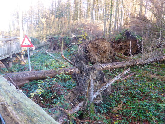 Schäden des letzten Kyrill -Sturmes