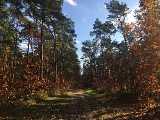 durch lichten Eichwenwald - Prooster Bos - geht es los