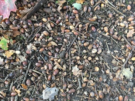 der Boden ist voller Eicheln