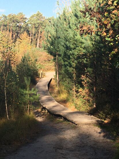 Feuchtbiotope weren mit Bohlenstegen überbrückt