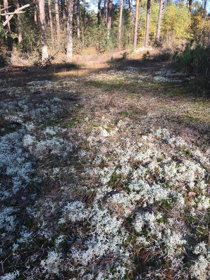 dort ist der Boden mit Flechten bedeckt