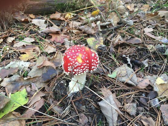 oder man findet 'leckere' Pilze