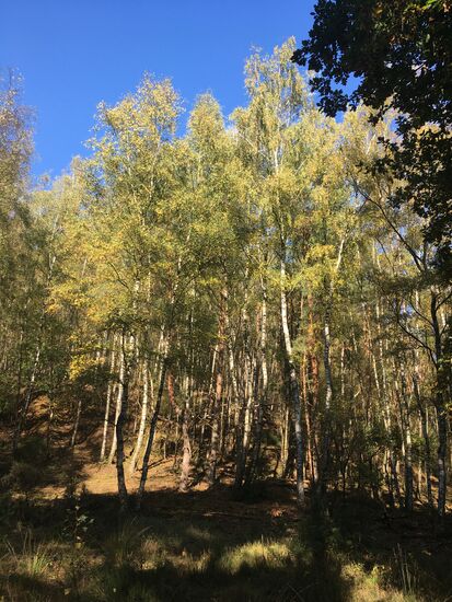 ein Birkenwald kündigt die nahe Heidelandschaft an