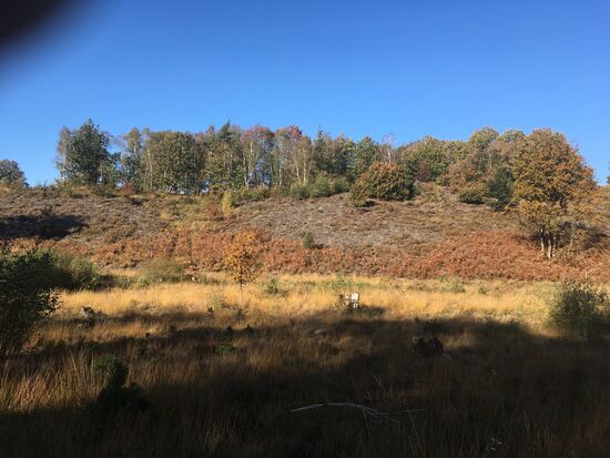 von dort geht es langsam - recht unspektakulär - durch einen Buchen-Eichenweald zurück zum Parkplatz.