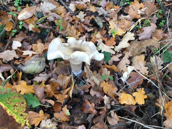 Pilze sind auch hier wieder zahlreich zu finden