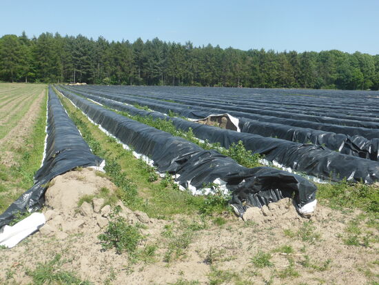 dabei fallen z.Zt. die Spargelfelder von Effeld ins Auge - für die Westdeutschen war schon vor Jahren der Effelder Spargel das was anderenorts der Schwetzinger Spargel war.