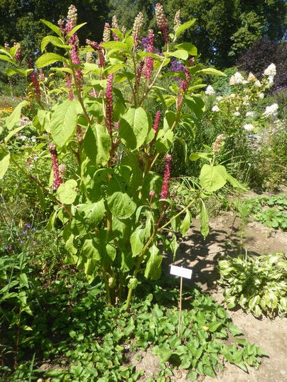 großblütiger Ziest - stachys graniflora