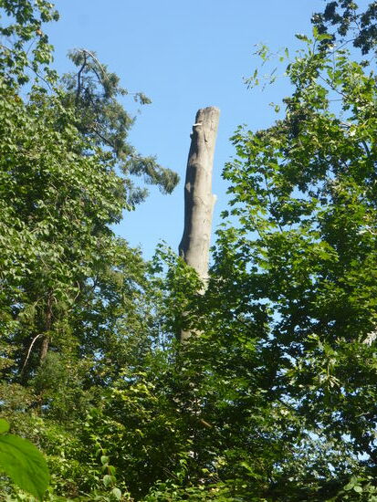 wieso Platanen so gekappt werden ist mir ein Rätsel