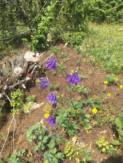 Ranunculaceae -Gemeine Akelei