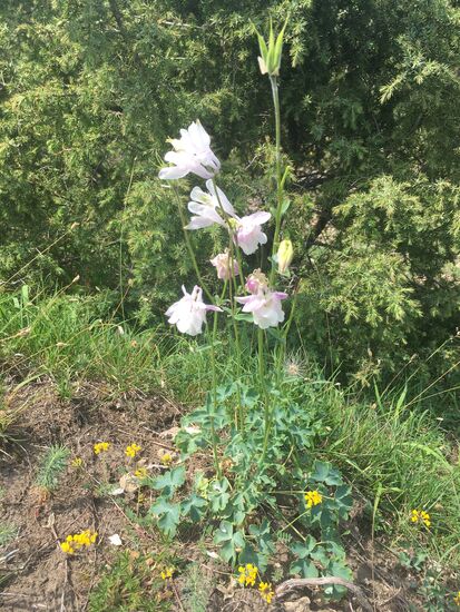 Ranunculaceae -Gemeine Akelei