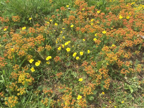 Euphorbiaceae - Zypressen-Wolfsmilch