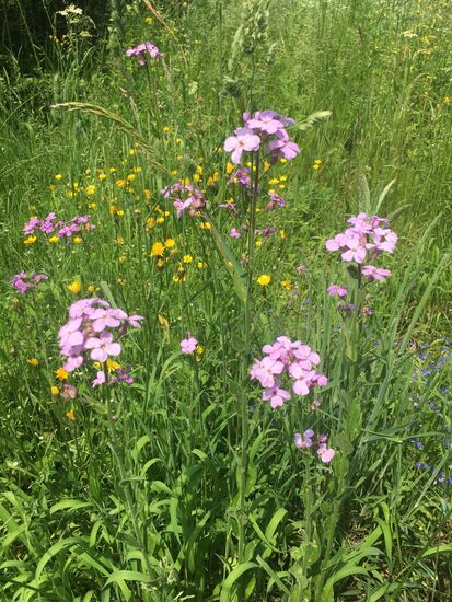 Brassicaceae  - Nachtviole