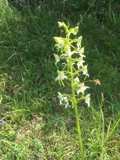 Orchidaceae - Berg-Kuckucksblume