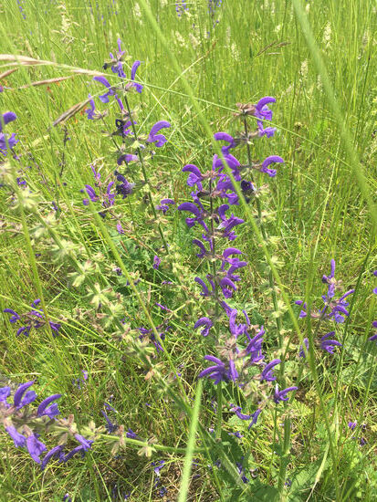 Lamiacea - Wiesen-Salbei