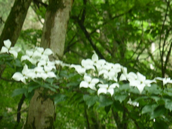 Cornus kousa