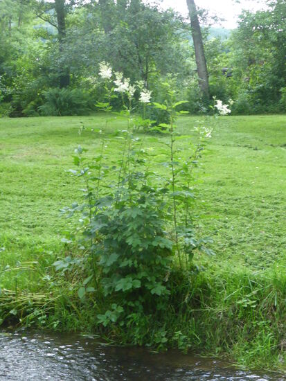 Mädesüß am Ufer - in den Ardenn häufig zu finden