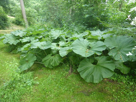 Japanischer Pestwurz