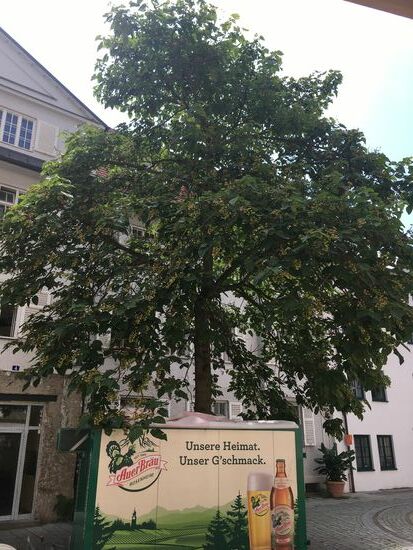 am Kircheneingang fällt uns ein eigenartiger Baum auf - meine PlanzenNet-App weist ihn als Blauglockenbaum (Ursprung: China) aus