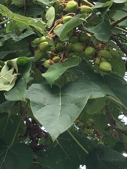 Paulownia tomentosa gehört zu den wenigen Gehölzen mit violettblauen Blüten. Schon aus diesem Grund ist die Pflanze eine Rarität mit besonderer Extravaganz. Die riesigen hellgrünen Laubblätter spenden im Sommer Schatten und wiegen sich sanft im Wind, was für ein leichtes und angenehmes Rauschen sorgt. I