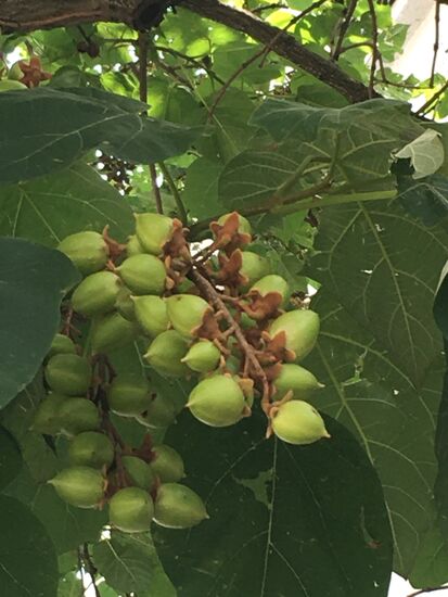 Die Fruchtkapseln bezaubern mit ihrer Glockenform und sind durch ihre Größe gut erkennbar.
