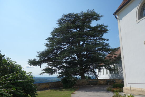 Naturdenkmal Zeder (ca. 250 Jahre alt) beim Pfarrhof