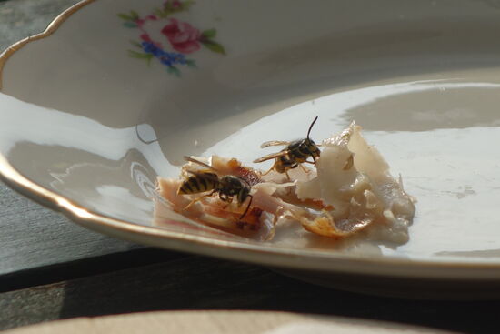 die Wespen wollen mit essen - wir bieeten ihnen einen gesonderten Teller, währendessen wir unsere Platte mit Servietten abdecken