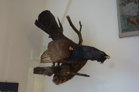 Auerhahn - (Brauerei)