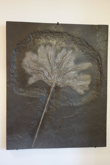 Seelilie (pentacrinus subangolaris) - ca. 180 Mill. Jahre - Ölschiefer - Schwarzer Jura